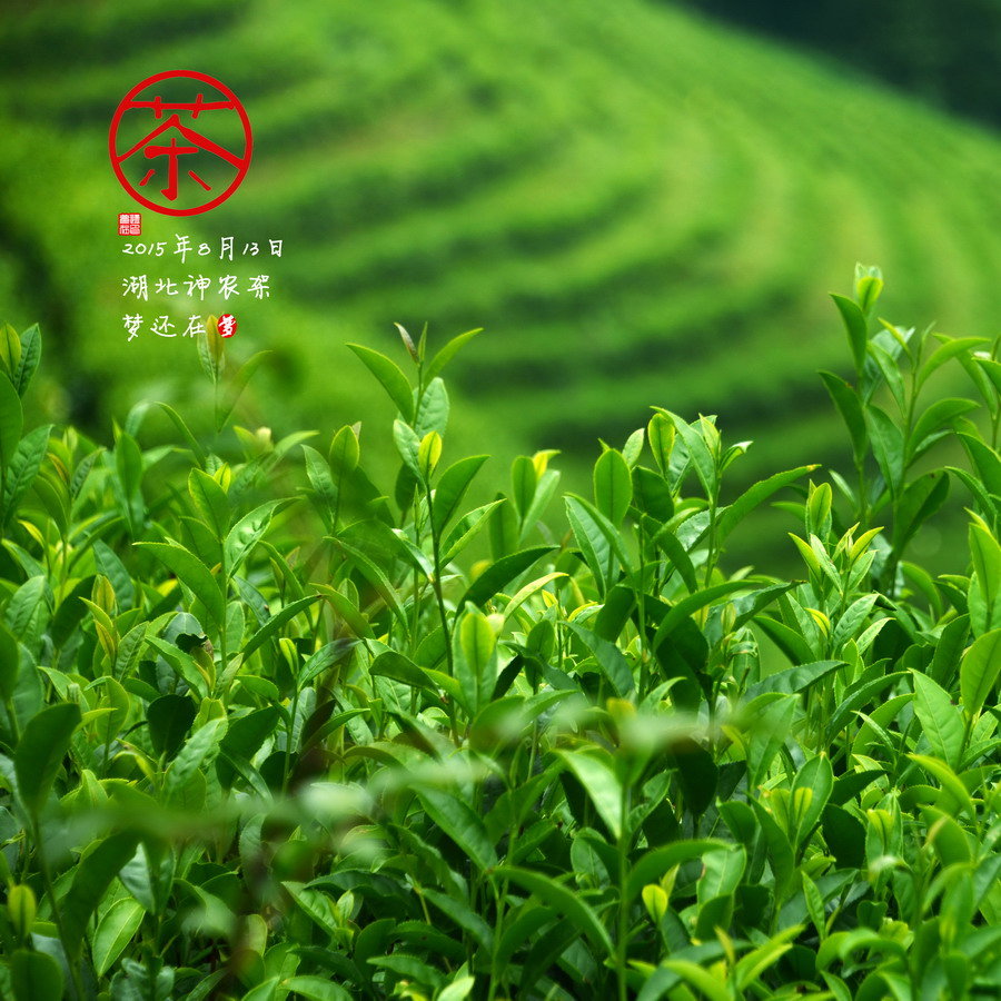 【茶攝影圖片】湖北神農(nóng)架風光